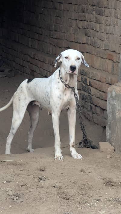 bully female available for new home