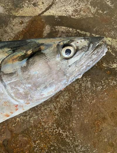Fresh King Fish