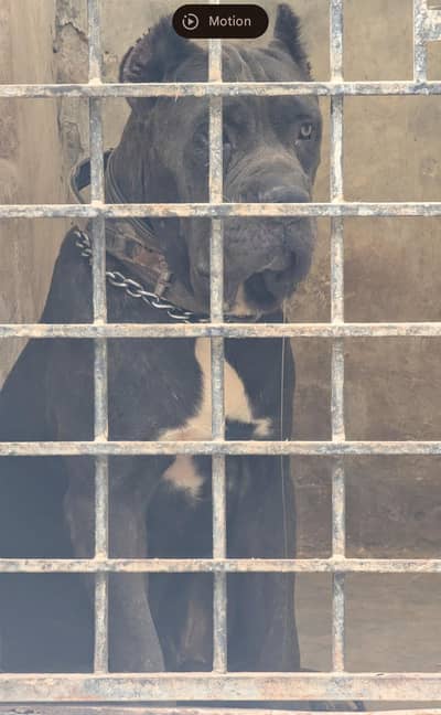 canecorso male looking for new home 0/3/2/9/9/1/8/1/6/3/3