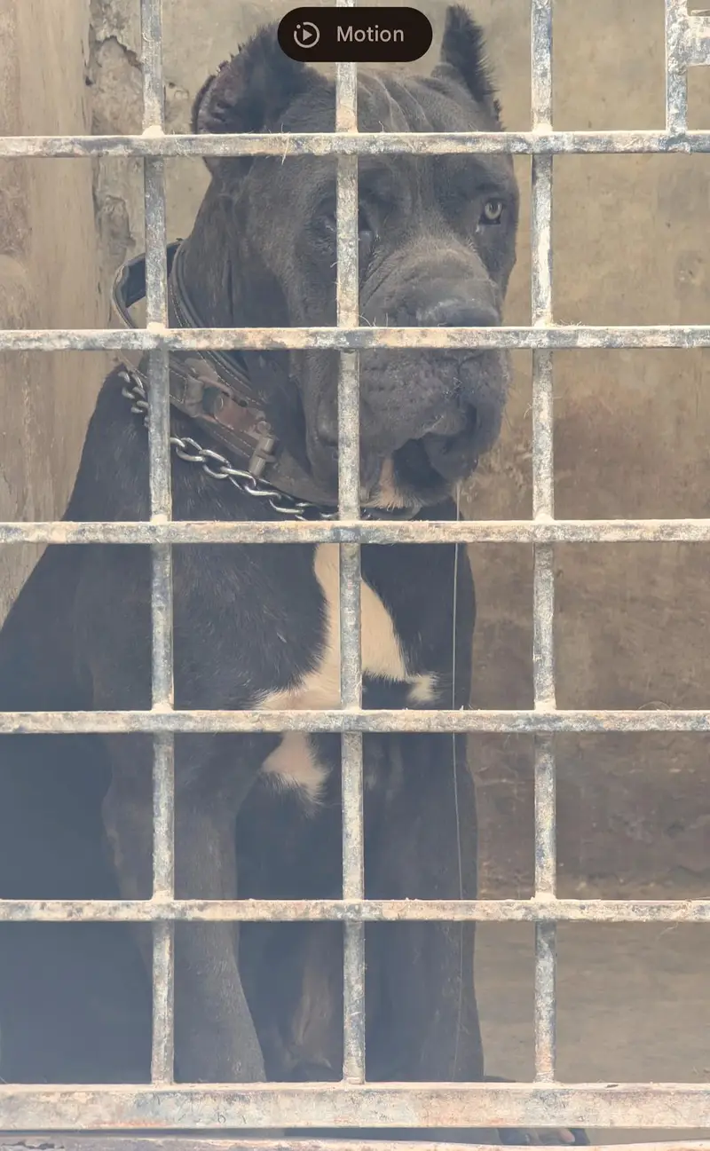canecorso male looking for new home 0/3/2/9/9/1/8/1/6/3/3