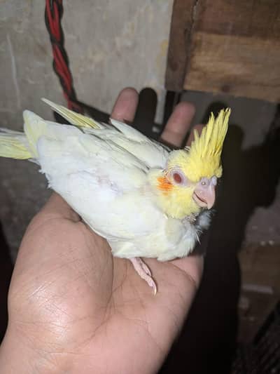 handtame cocktail chick