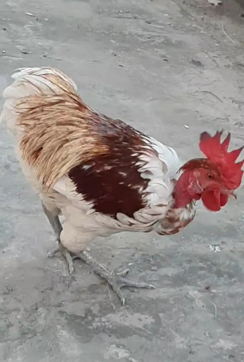 Desi Mesri Male Hen — photo 2