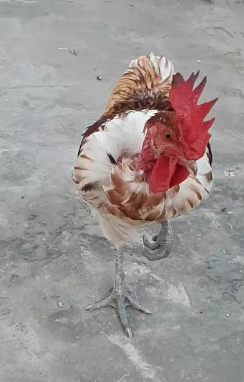 Desi Mesri Male Hen — photo 3
