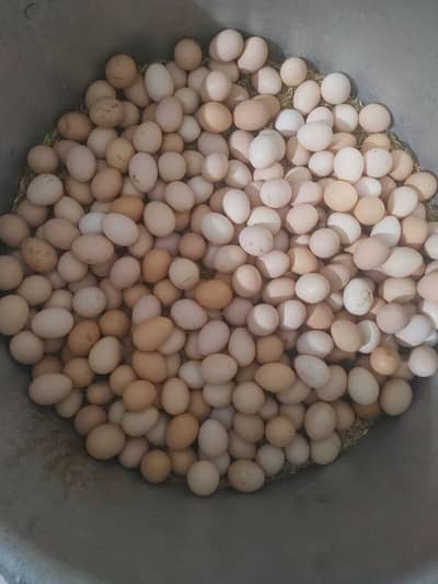 golden misri egg fresh