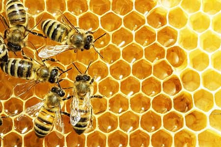 honey 