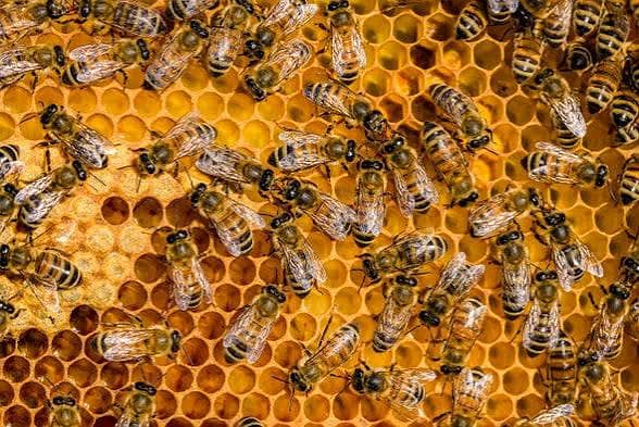 honey  1