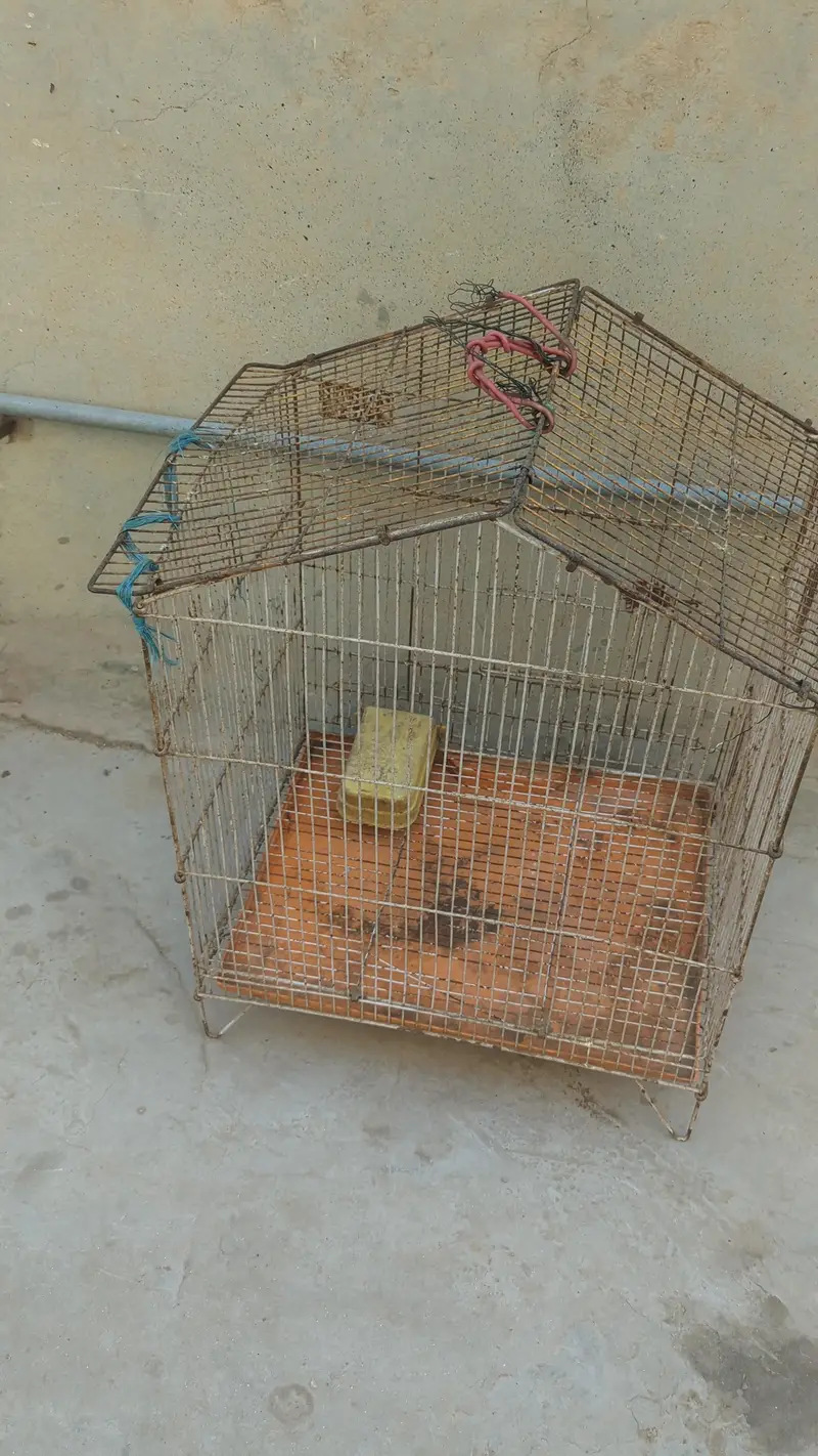 bird cage — photo 4