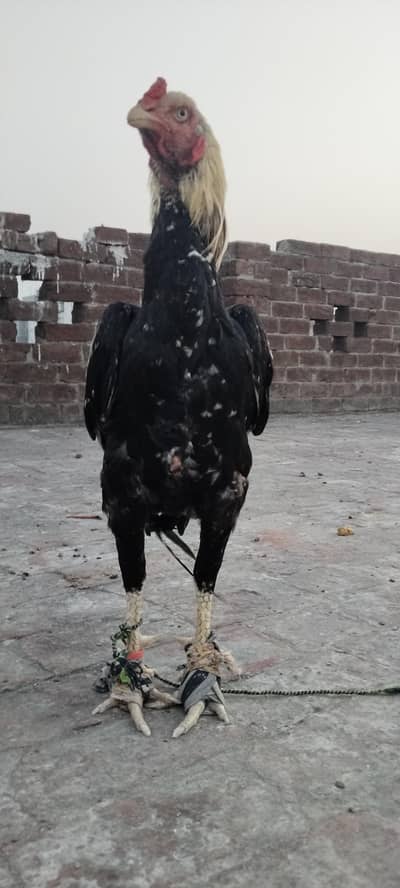 aseel Sindhi old bloodline