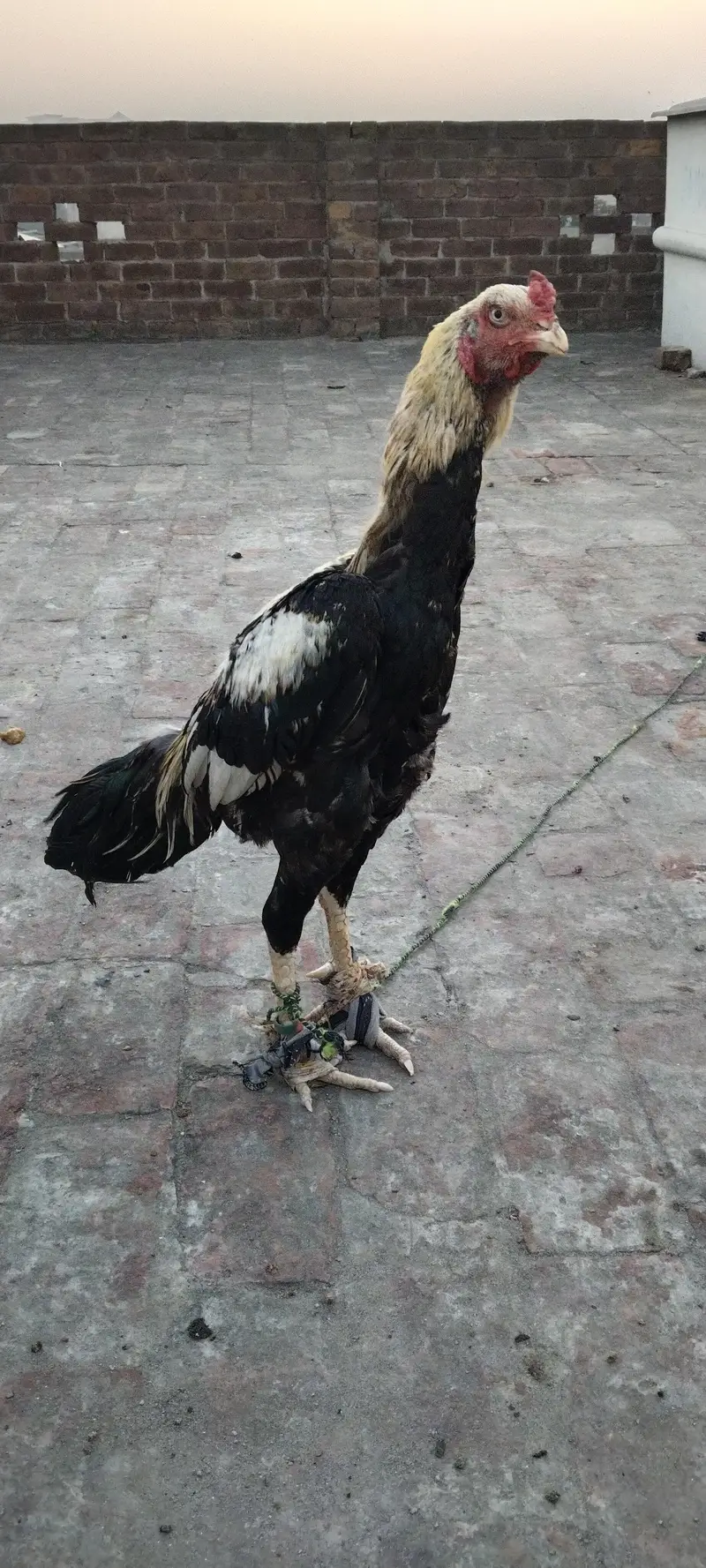 aseel Sindhi old bloodline — photo 2