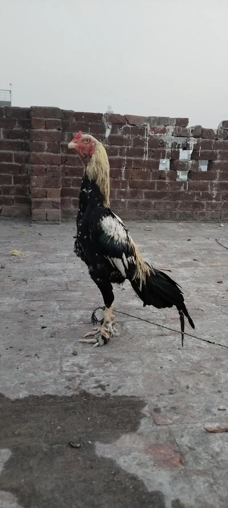 aseel Sindhi old bloodline — photo 3