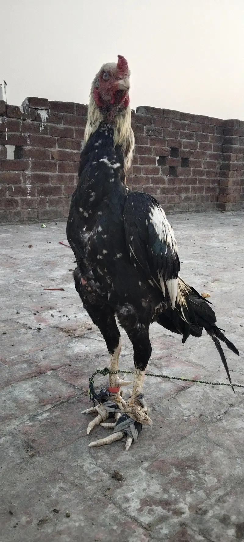 aseel Sindhi old bloodline — photo 4