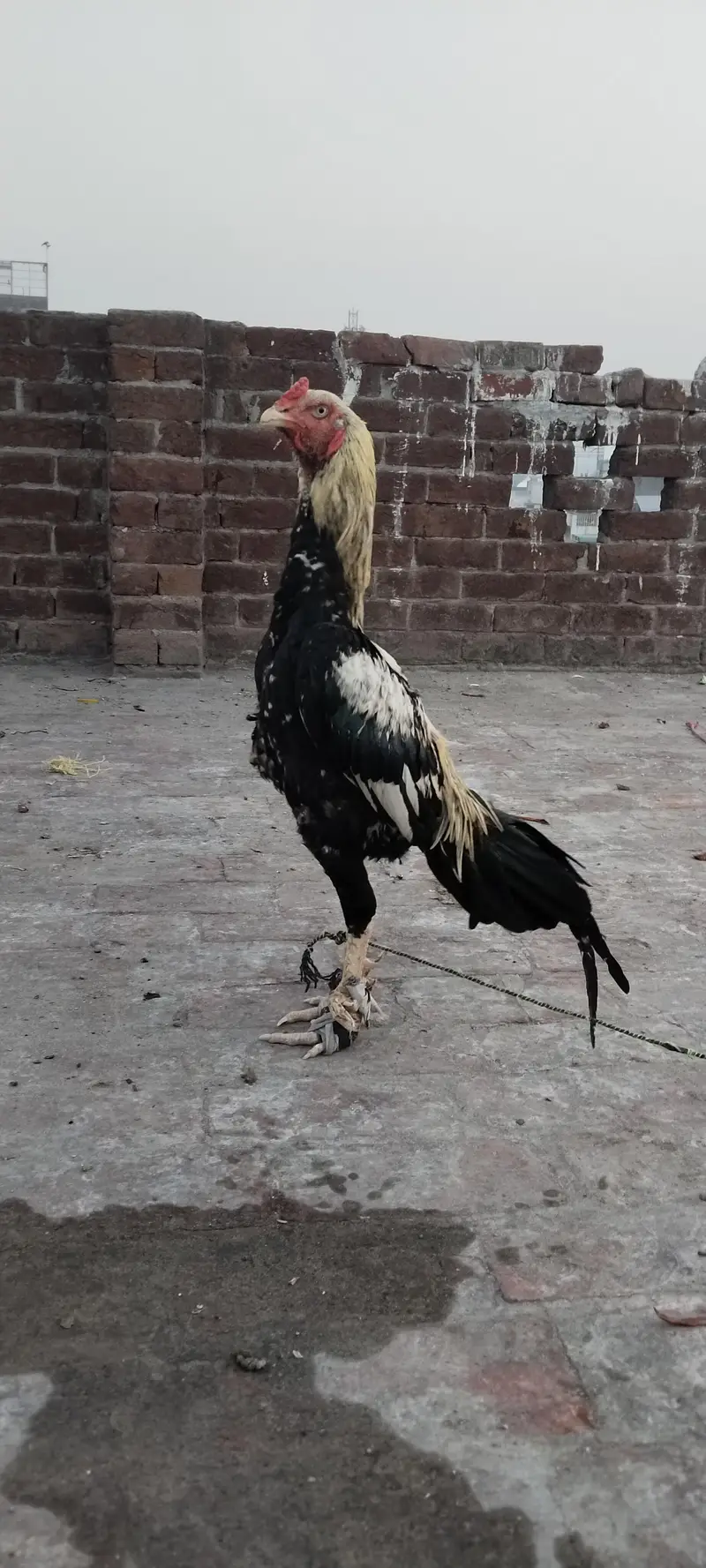 aseel Sindhi old bloodline — photo 5