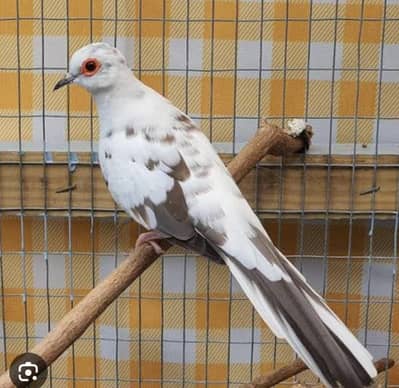 one silver pied male 2 red pied female available