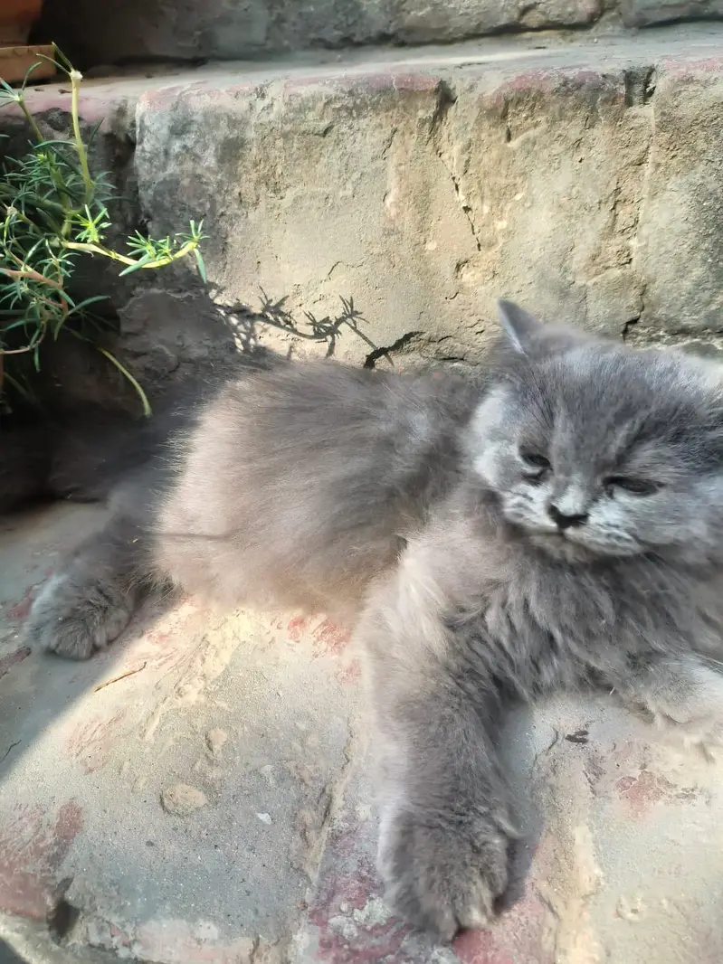 Persian Kitten Female — photo 6