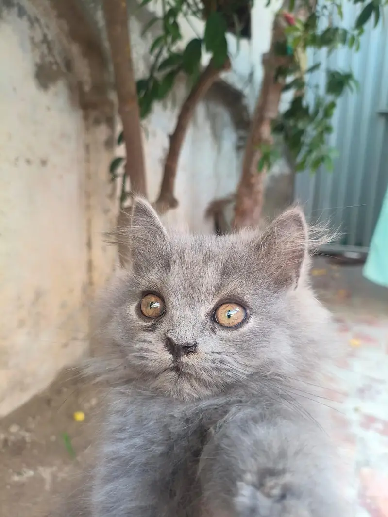 Persian Kitten Female — photo 7