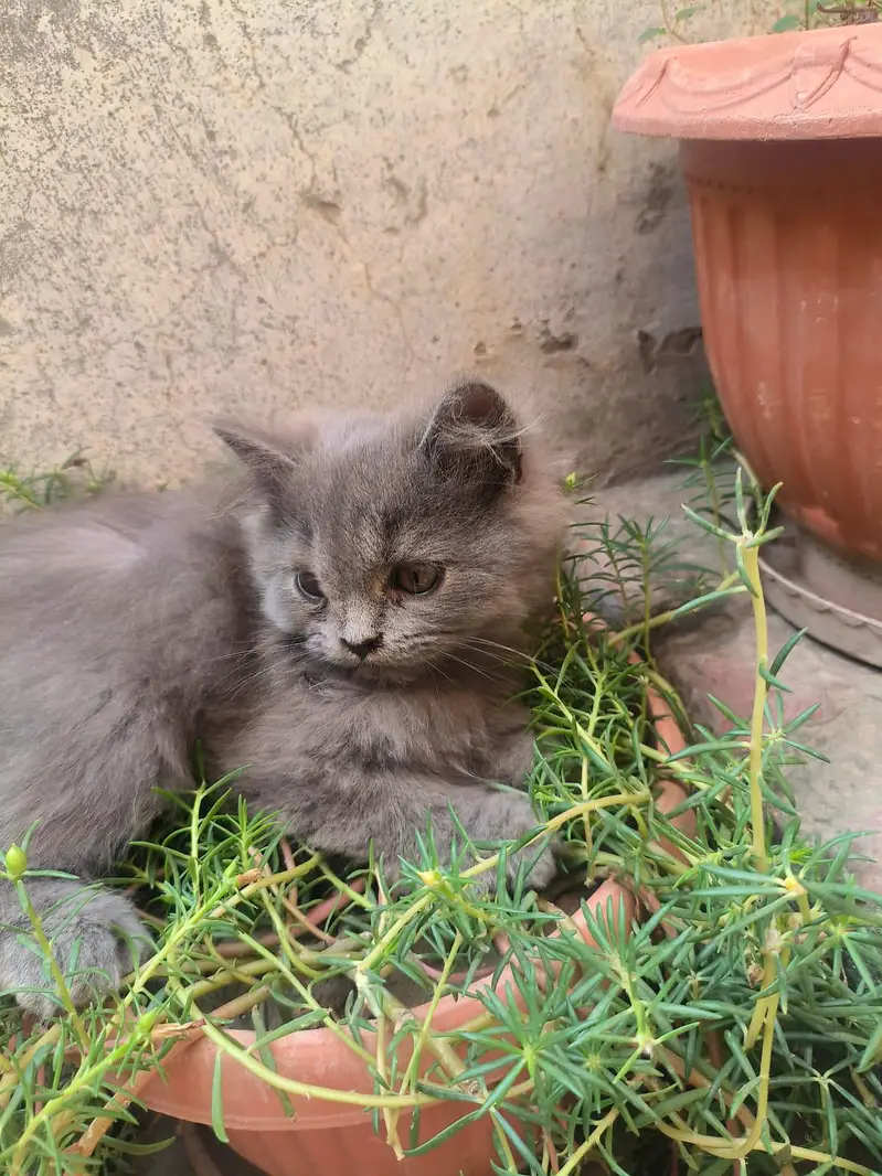 Persian Kitten Female — photo 8