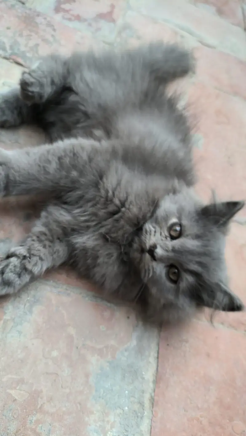 Persian Kitten Female — photo 9