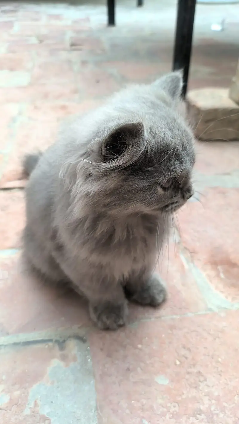 Persian Kitten Female — photo 10