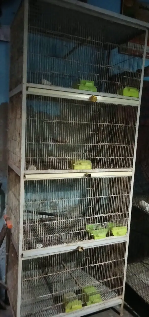 Birds cage avabile — photo 2