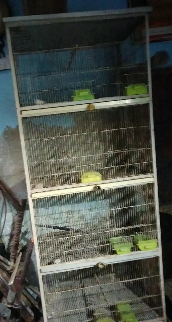 Birds cage avabile — photo 3