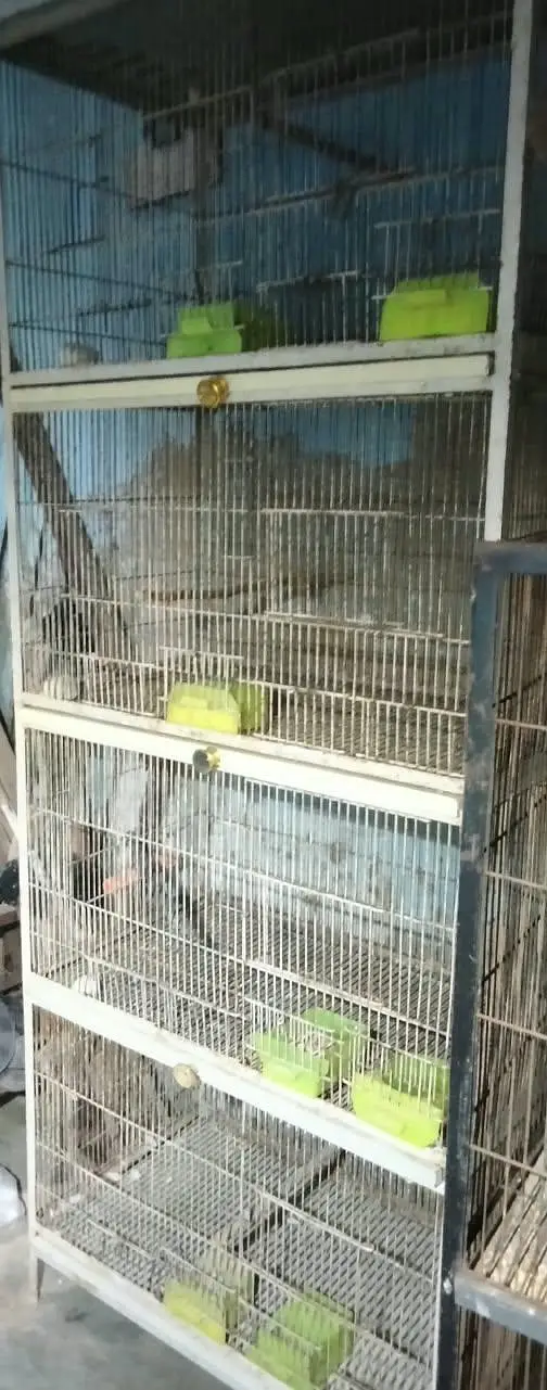 Birds cage avabile — photo 4