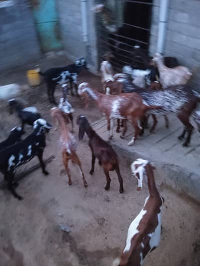 27 goats for sale