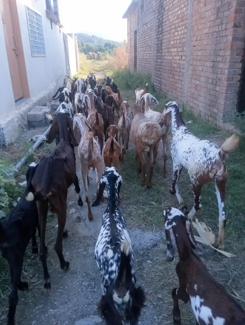 27 goats for sale — photo 2