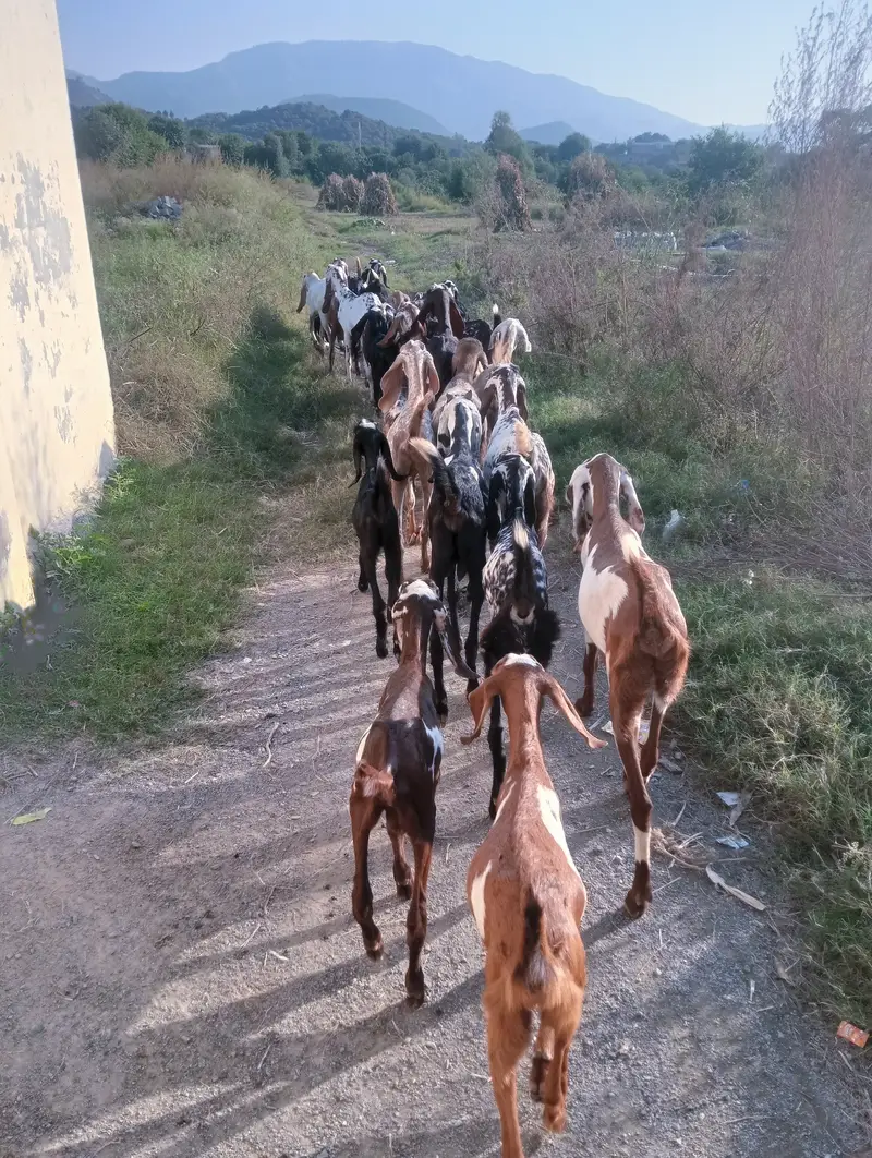 27 goats for sale — photo 3