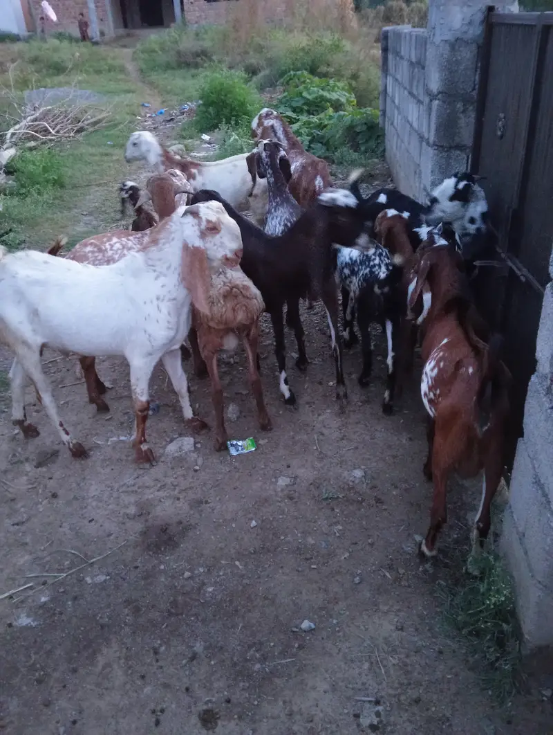 27 goats for sale — photo 4