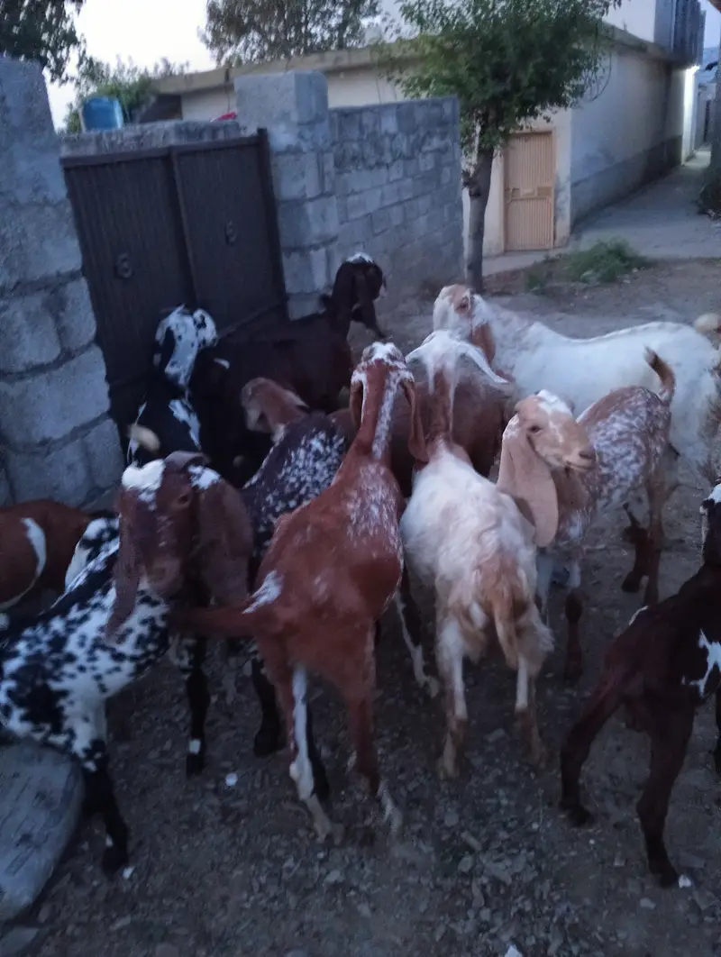 27 goats for sale — photo 5