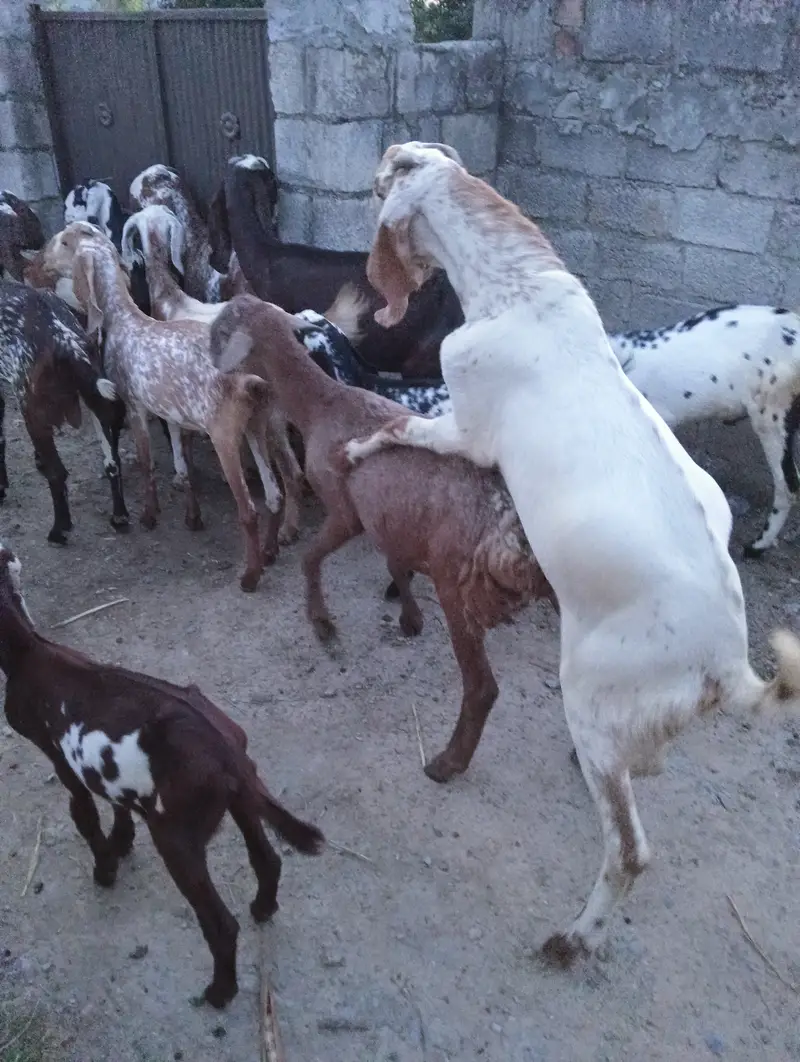 27 goats for sale — photo 6