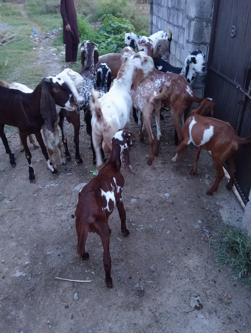 27 goats for sale — photo 7