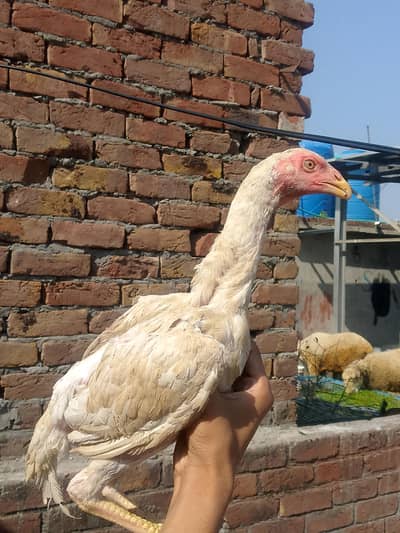 White shamo breeder pair healthy and active