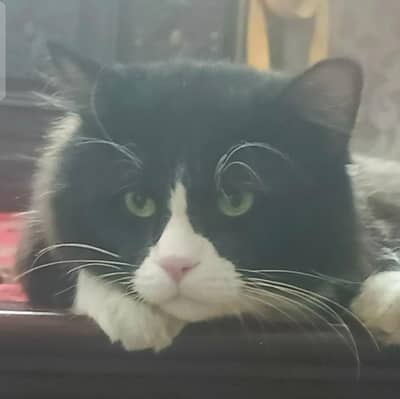 Beautiful ,,healthy. innocent ,Friendly, loving  car Male