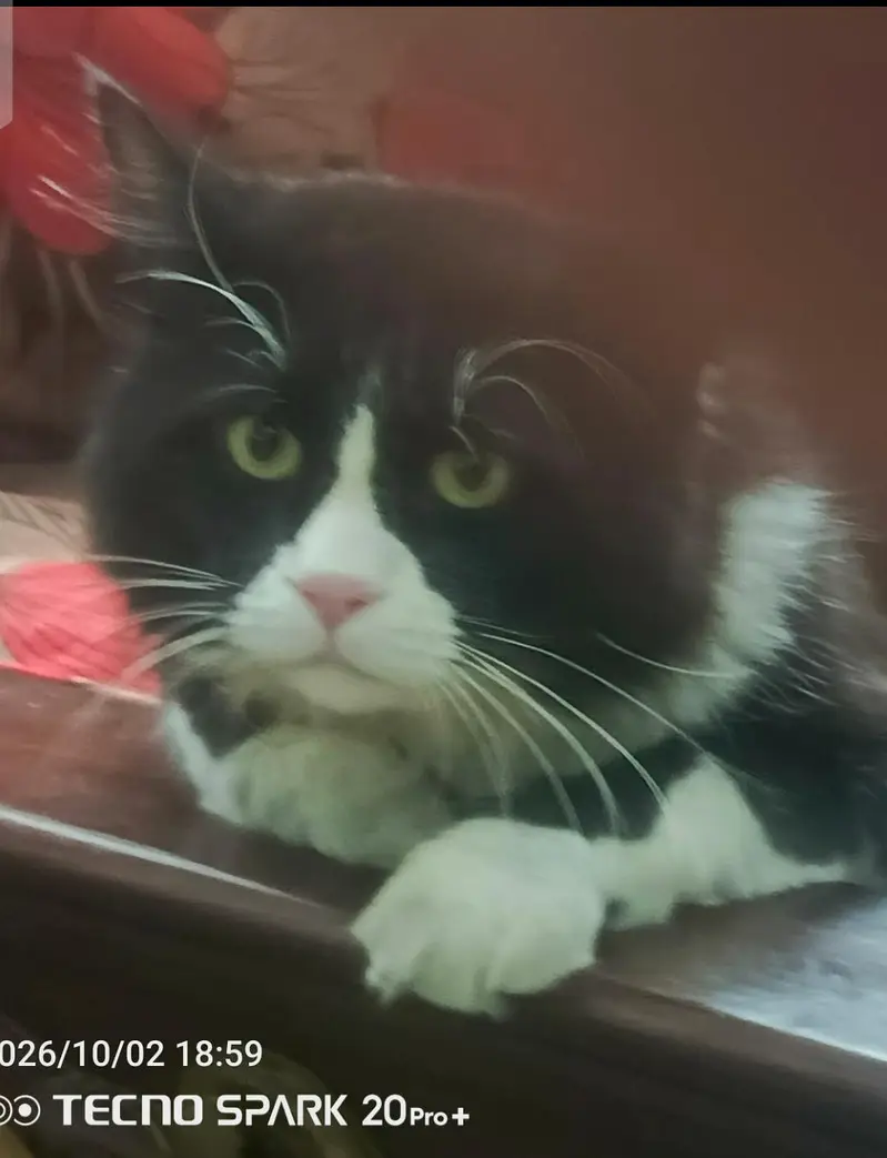 Beautiful ,,healthy. innocent ,Friendly, loving  car Male — photo 2