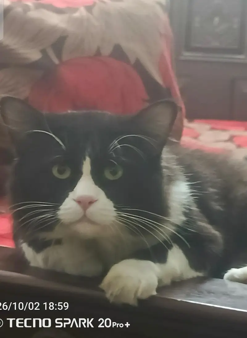 Beautiful ,,healthy. innocent ,Friendly, loving  car Male — photo 3