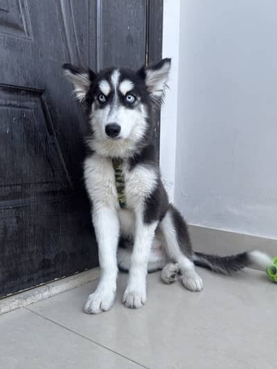 Siberian husky - Blue Eyes Double Coat