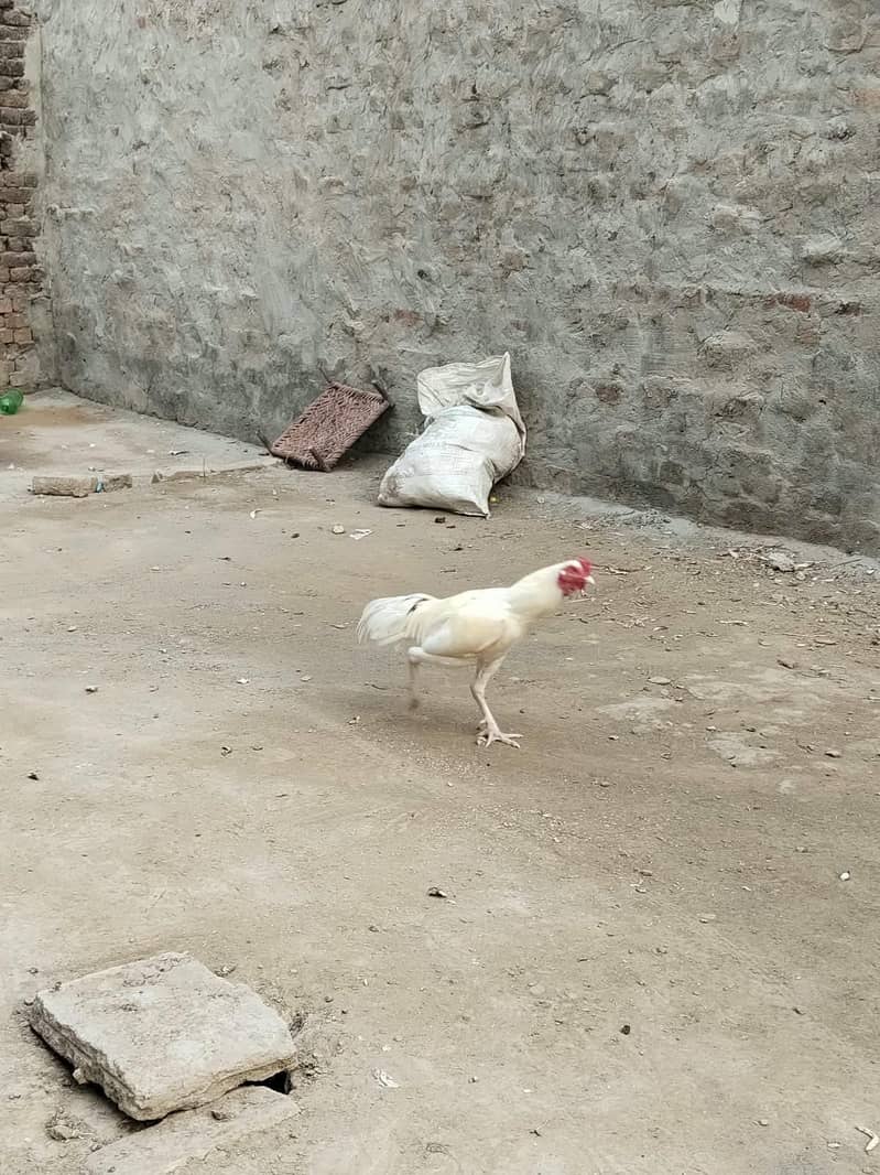 ouuuuuu 1