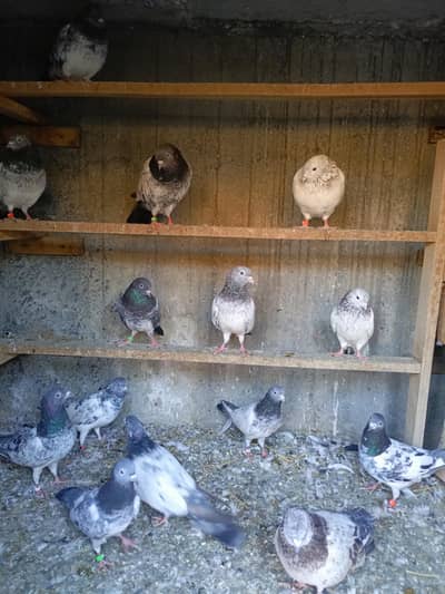 11 Breeder pairs for Sale