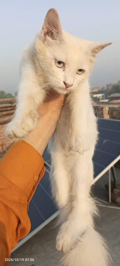 Persian cat for sale