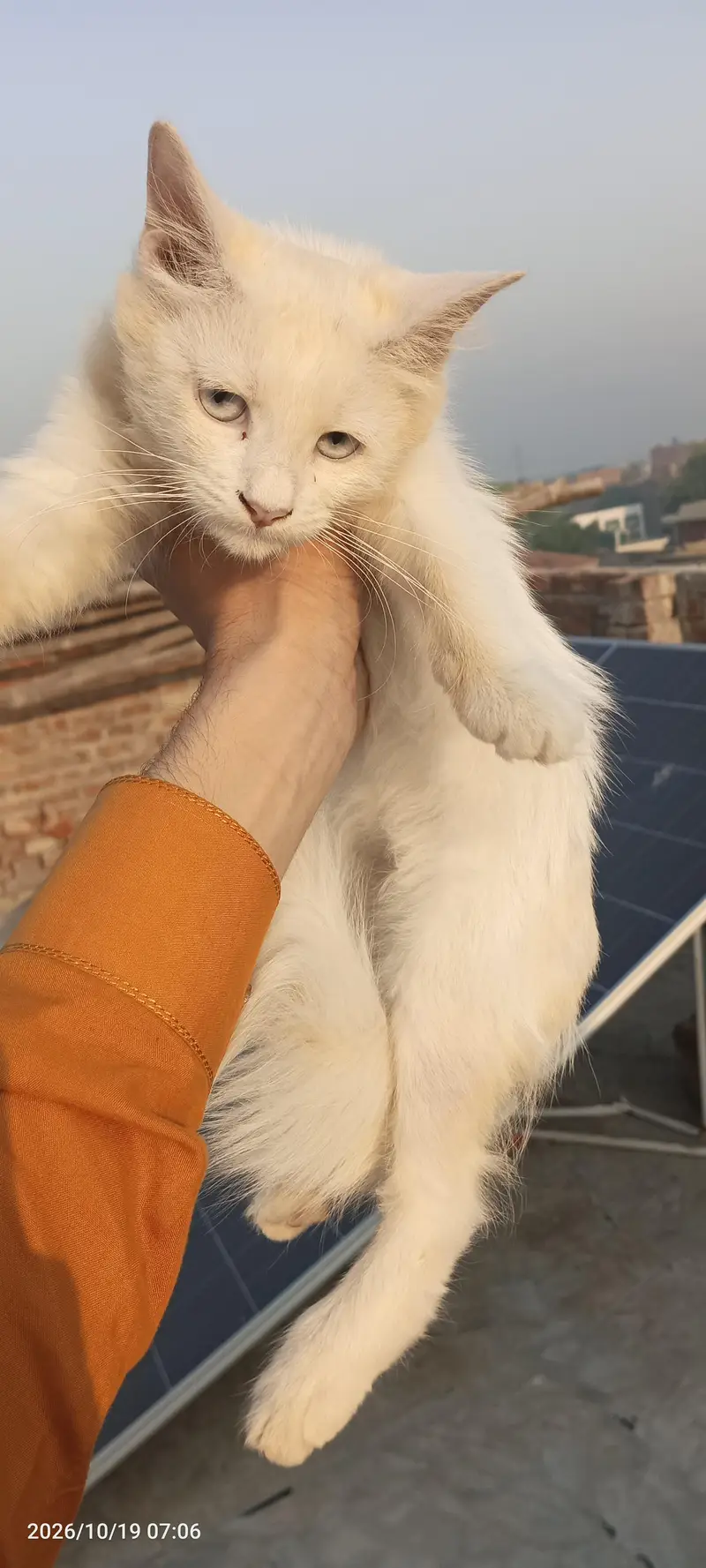 Persian cat for sale — photo 2