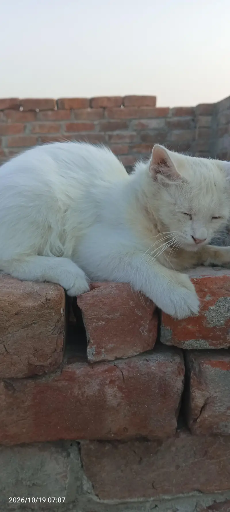 Persian cat for sale — photo 3