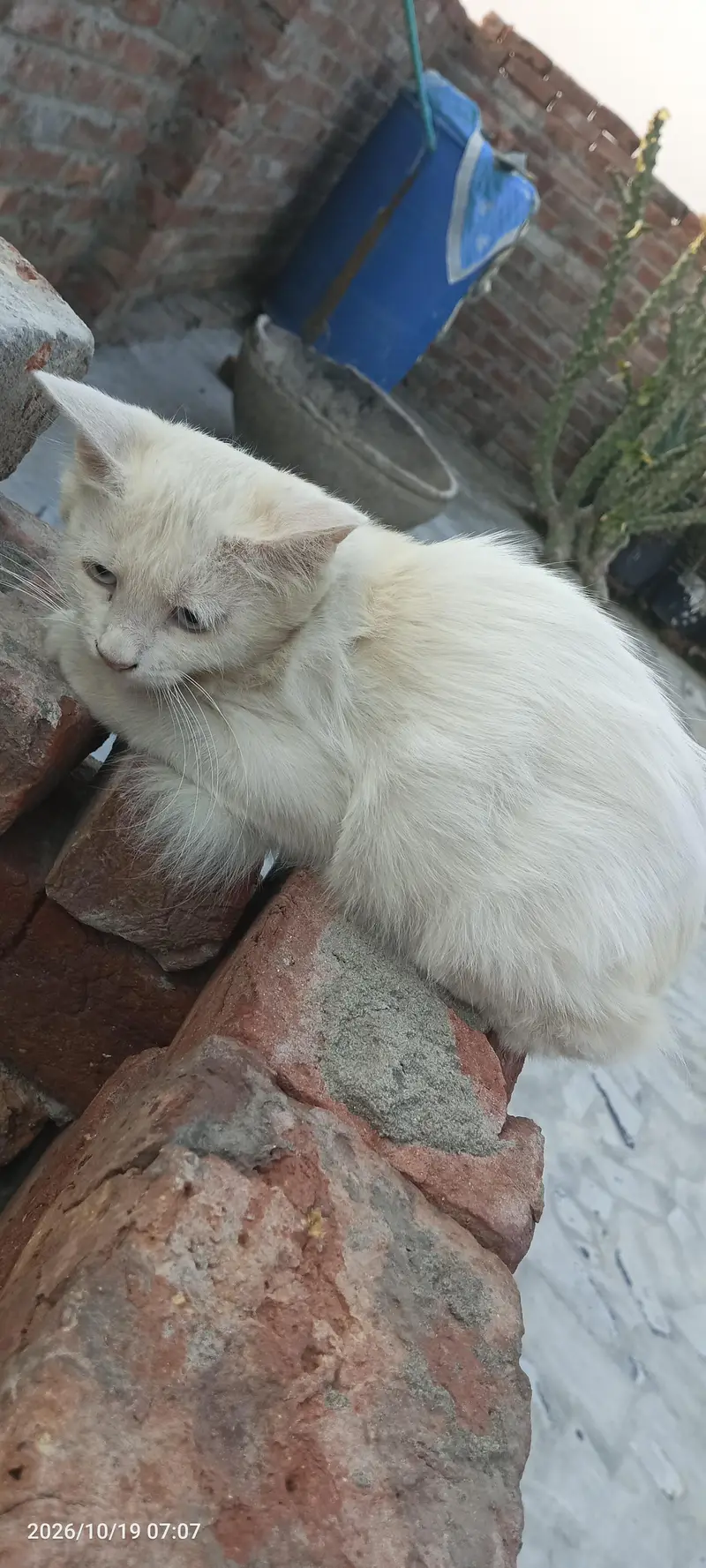 Persian cat for sale — photo 4
