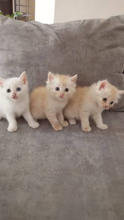 Double-Coated Kittens – 2 Light Brown & 1 Pure White kitten