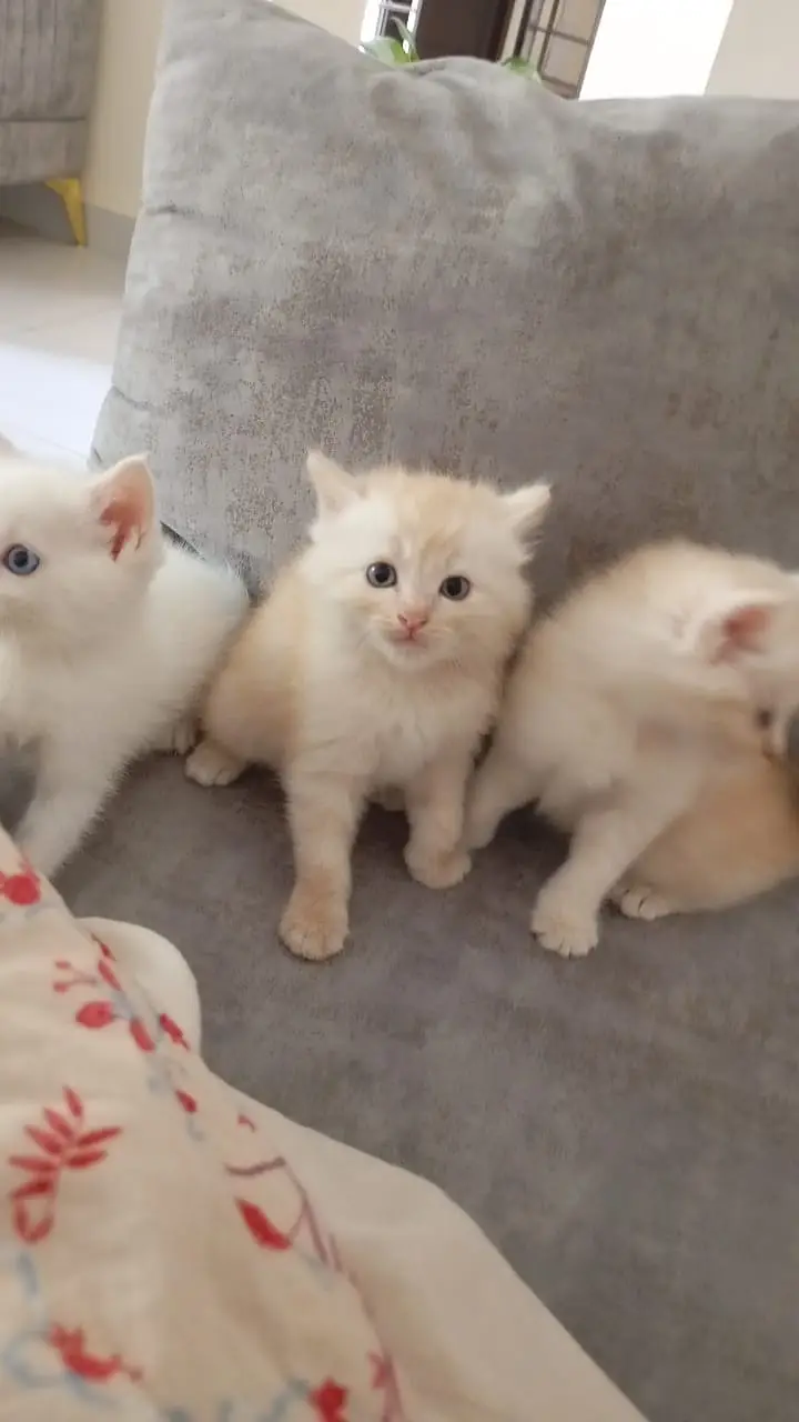 Double-Coated Kittens – 2 Light Brown & 1 Pure White kitten — photo 2