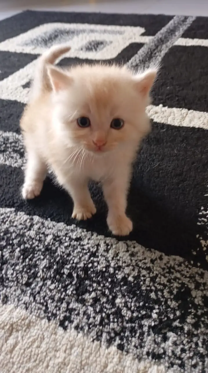 Double-Coated Kittens – 2 Light Brown & 1 Pure White kitten — photo 3