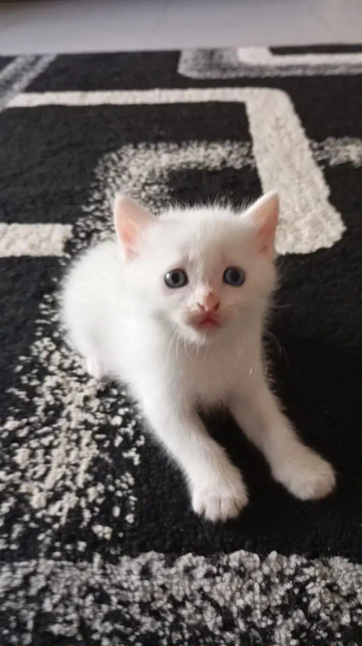 Double-Coated Kittens – 2 Light Brown & 1 Pure White kitten — photo 4