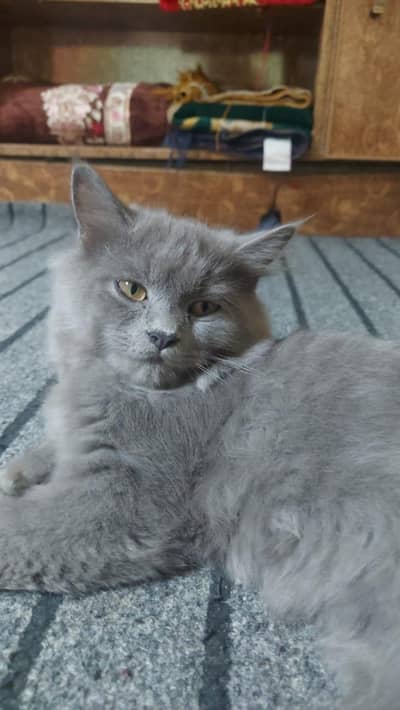 Persian Triple Couted Male Kitten [5 Months]