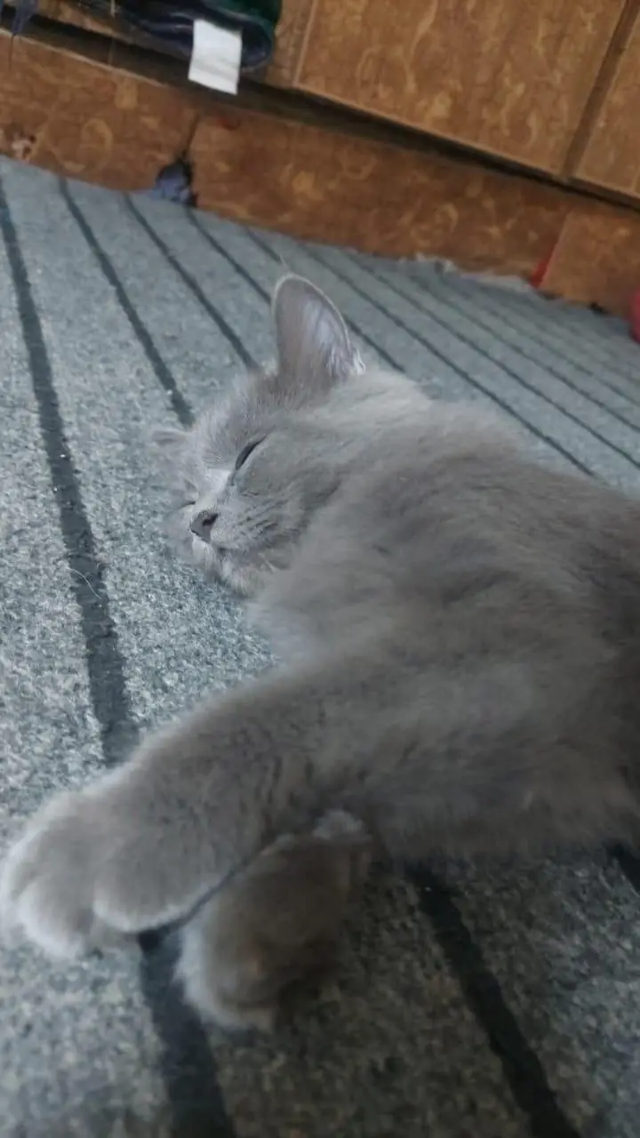Persian Triple Couted Male Kitten [5 Months] — photo 2