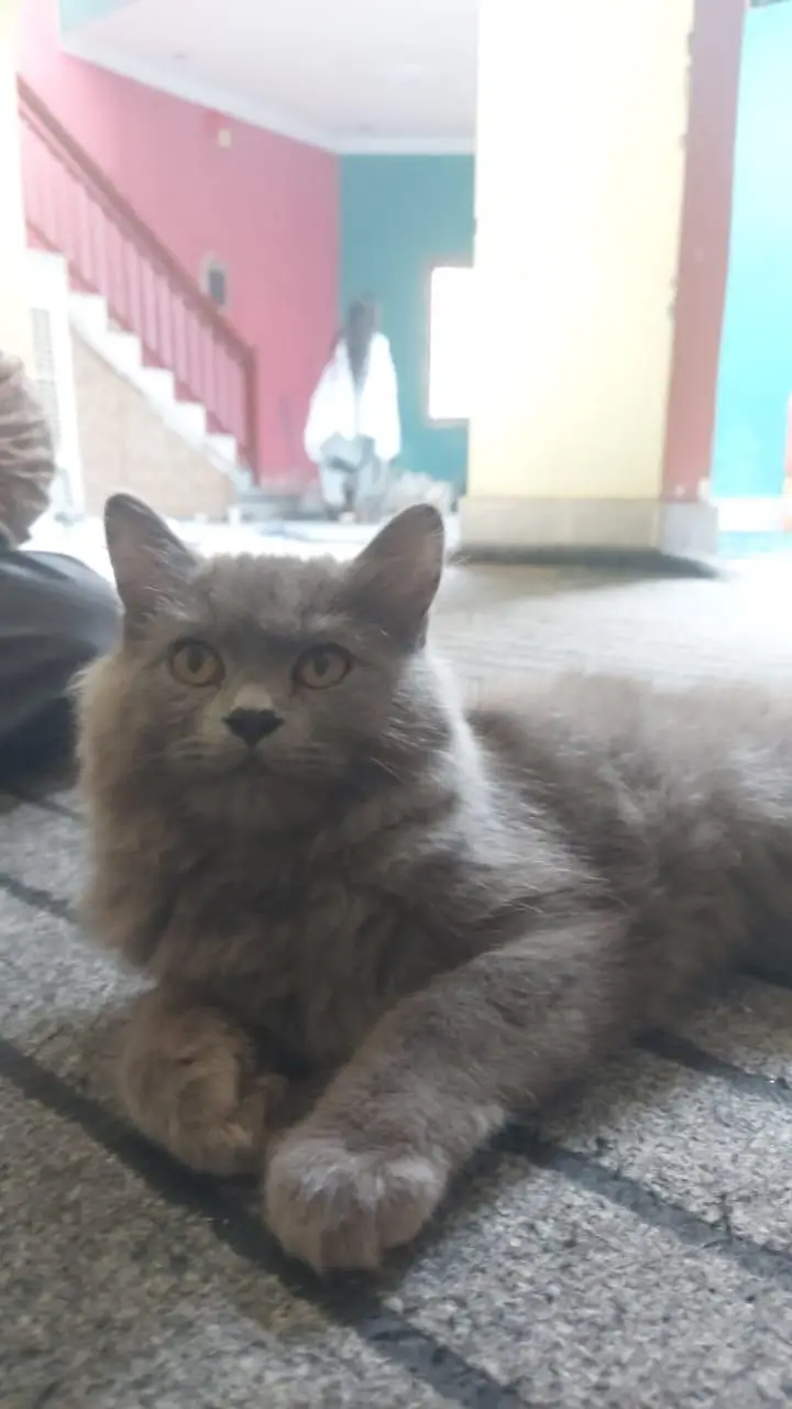 Persian Triple Couted Male Kitten [5 Months] — photo 3